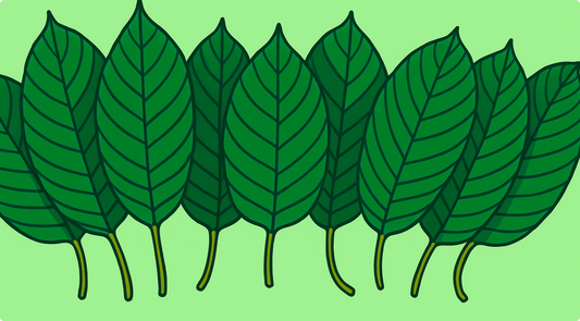 Row of kratom leaves with prominent veins on a light green background.