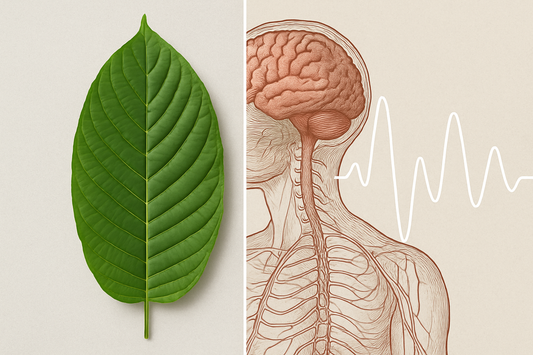 Kratom leaf beside anatomical illustration of brain, spinal cord, ribcage and a white ECG-like waveform
