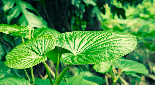 Close-up of large glossy kava plant leaves with radiating veins in a tropical forest understory.