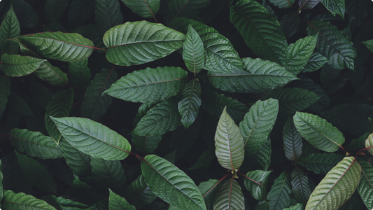 A close-up view of multiple overlapping kratom leaves with prominent veins and a few red stems, forming a dense foliage pattern.