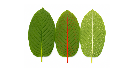 Three different types of Kratom Veins are arranged side by side on a white background, each with distinct vein patterns and varying shades of green. From left to right: green vein kratom leaf, red vein kratom leaf, and white vein kratom leaf.