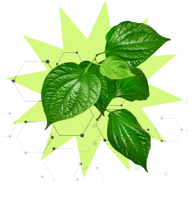 Green tropical leaves over a light-green starburst with faint hexagonal network pattern